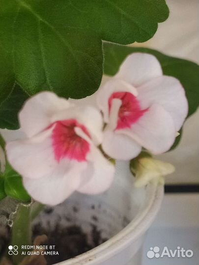 Пеларгония герань