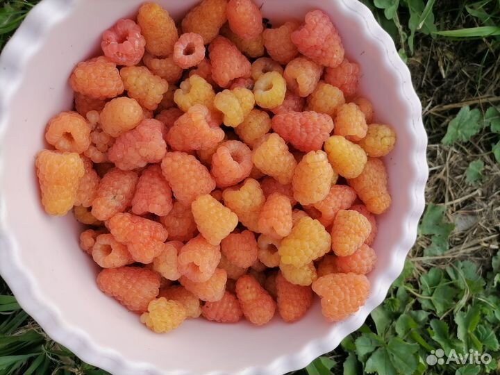 Саженцы желтой малины и ягоды