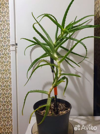 Алоэ столетник 3х летка лечебный в горшке