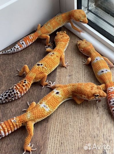 Эублефар геккон ящерица