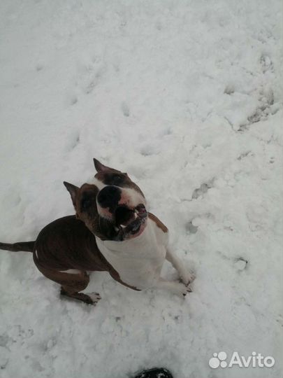 Стафаширский терьер