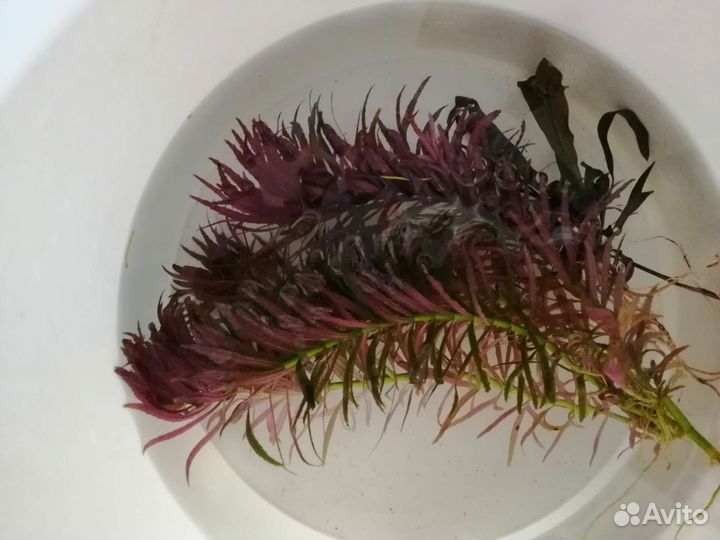 Аквариумные растения