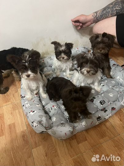 Бивер йорк биро девочка