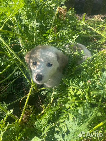 Щенок в добрые руки бесплатно