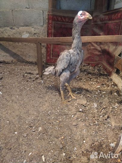 Бойцовые петухи