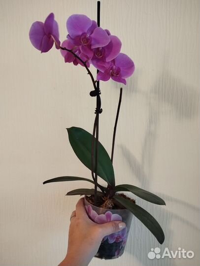 Орхидея фаленопсис