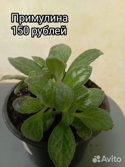 Комнатные цветы