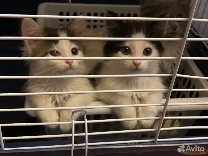 Котенок мальчик