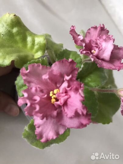 Фиалка сортовая