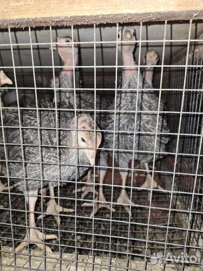 Индюки 3 месяца