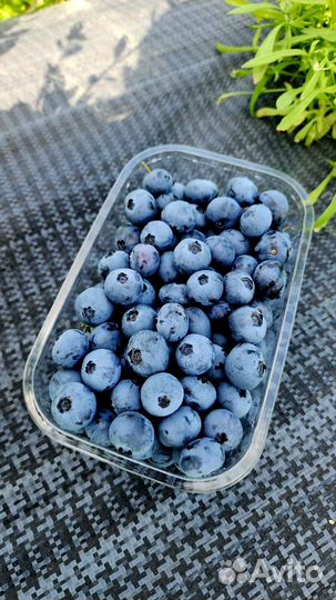 Черника сортовая