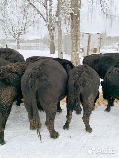 Коровы Angus и овцы и бараны Эдельбай