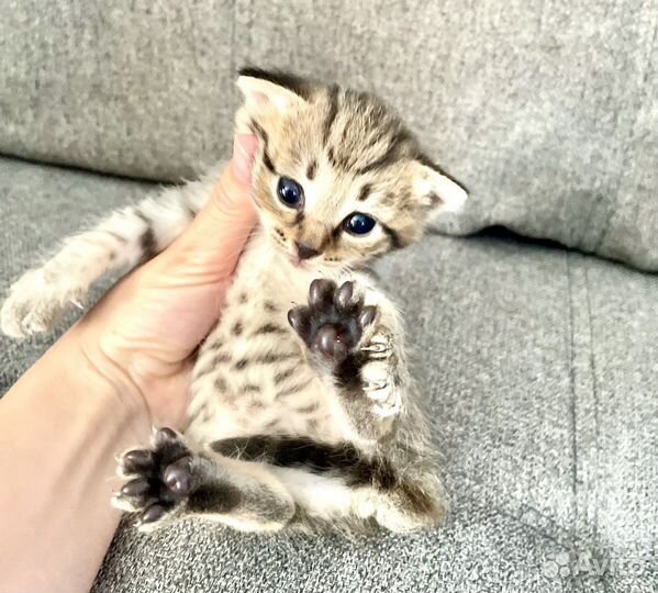 Лапочки котята