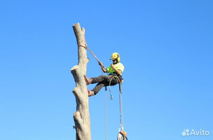 Спил деревьев Арбористика Чистка трудных участков
