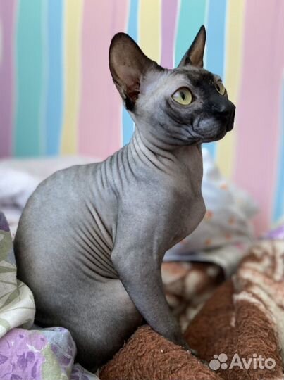 Канадский сфинкс