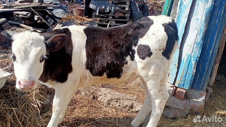 Продам бычка почти два месяца