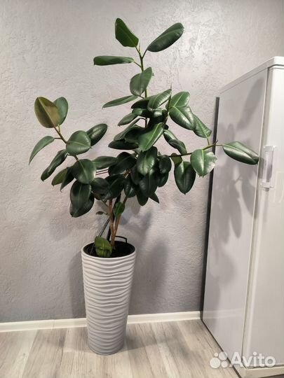 Фикус черный принц