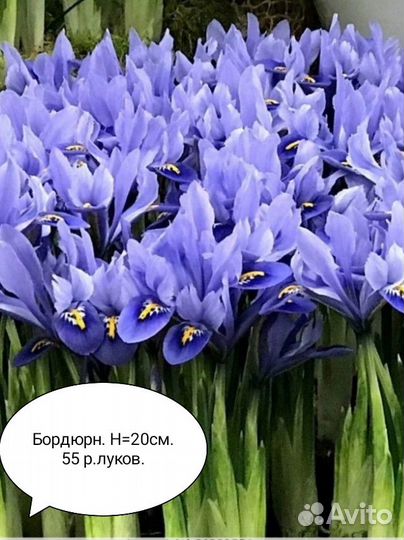 Бордюрные тюльпаны, ирисы