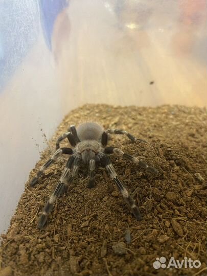 Паук птицеед