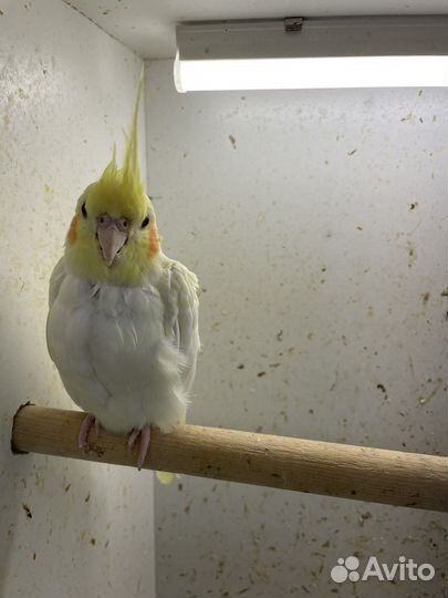 Попугай корелла