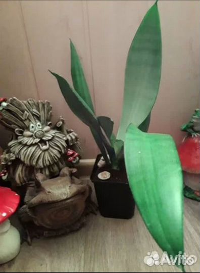 Сансевиерии сортовые