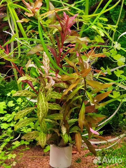 Аквариумные растения