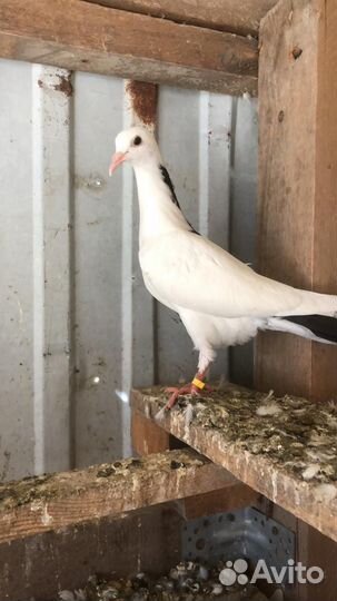 Голуби иранцы