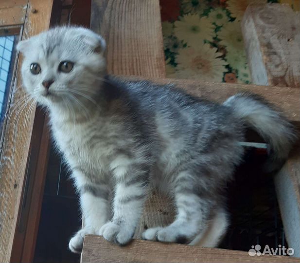 Шотландская