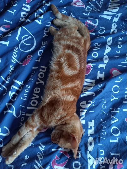 Котик ищет дом