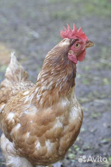 Домашние куриные яйца