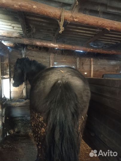 Продается кобыла