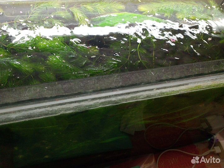 Рыбки и растения