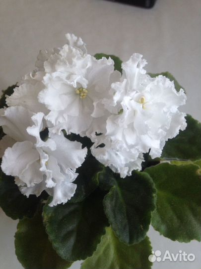 Фиалка детки, листья на срез