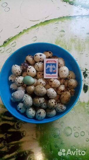Яйца перепелиные домашние