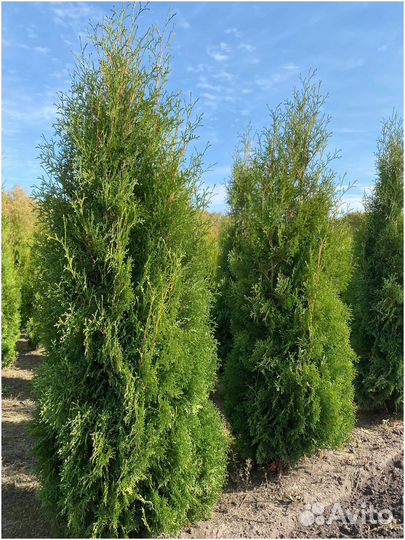 Туя западная Смарагд 1.6м пышная