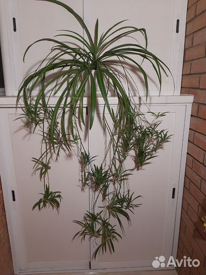 Хлорофитум