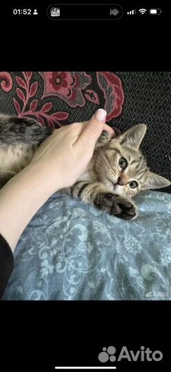 Шотландская кошечка