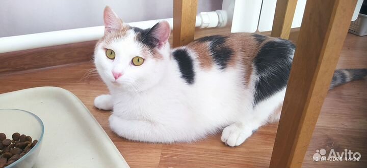 В самые добрые руки