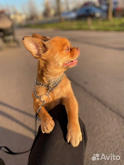 Вязка чихуахуа