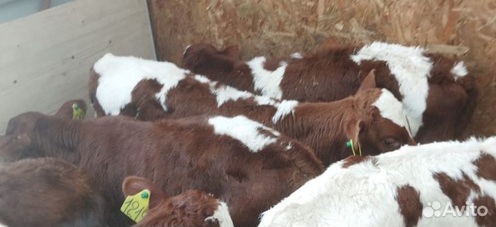 Телята с доставкой до двора за наш счёт