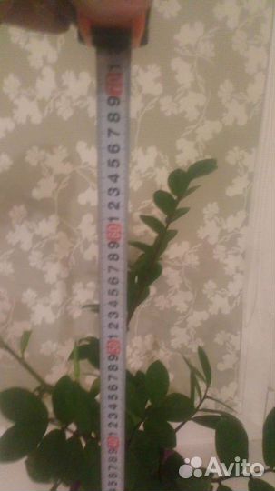 Замиокулькас