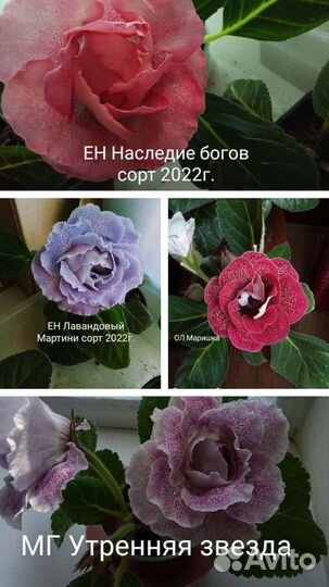 Глоксиния свежесрез листья