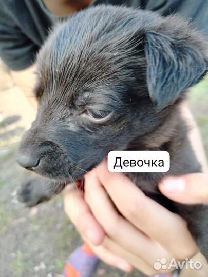 Щенки в добрые руки