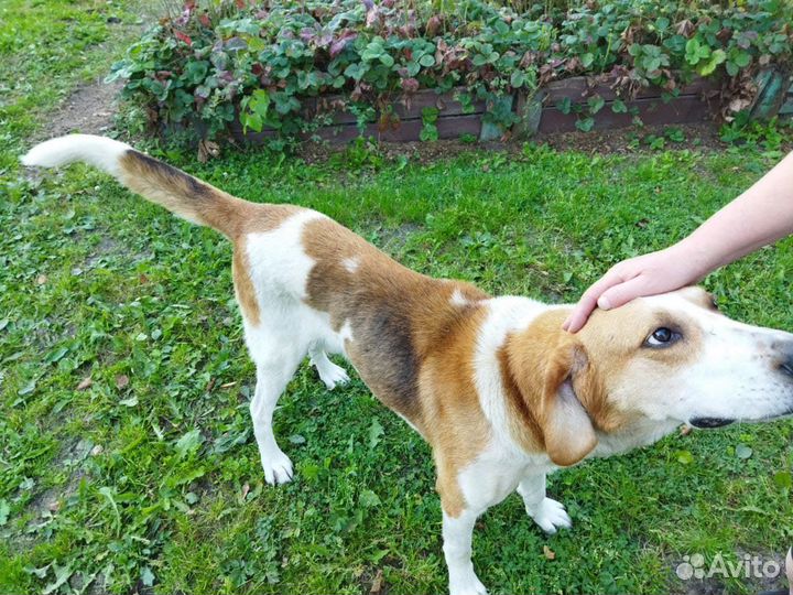 Отдам в хорошие руки гончего охотничьего пса