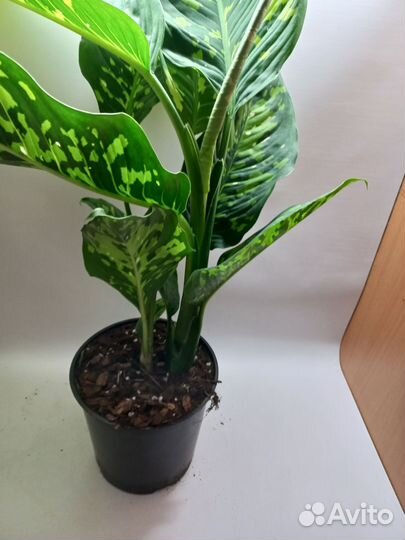 Дифенбахия creta триколор новинка