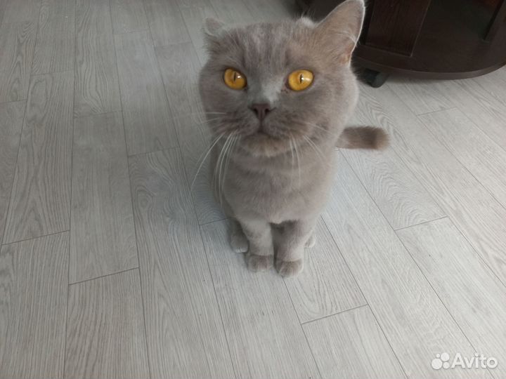 Отдам бесплатно кота