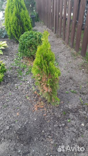 Туя ауреа нана