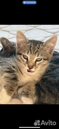 Котята в добрые руки даром