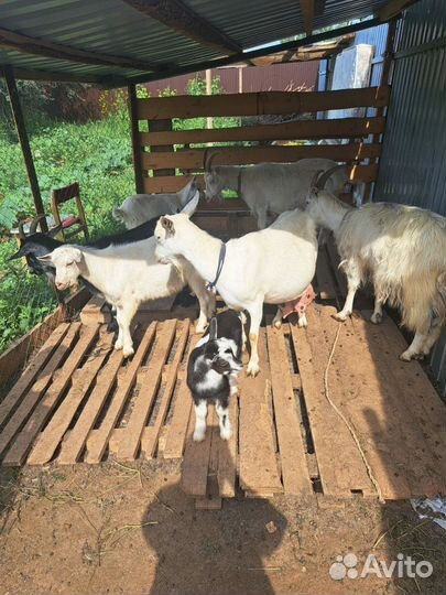 Коза дойная