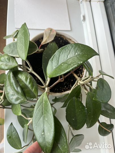 Хойя. Взрослое растение, два сорта